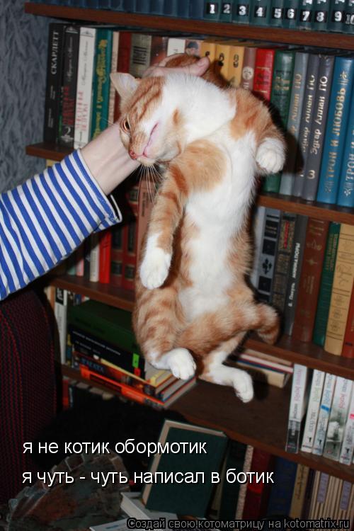 Котоматрица: я не котик обормотик я чуть - чуть написал в ботик