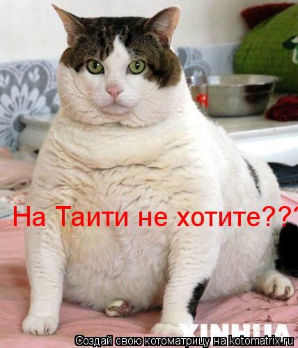 Котоматрица: На Таити не хотите???