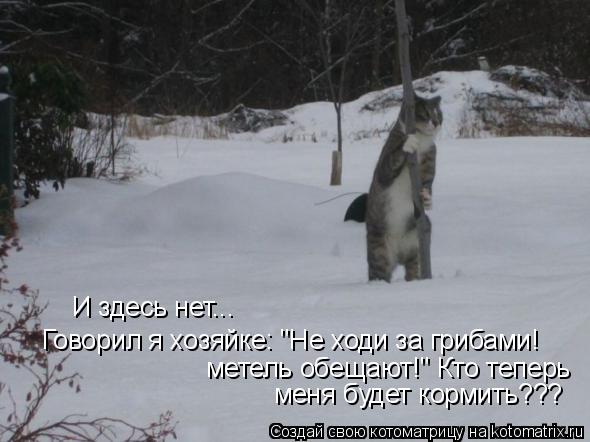 Котоматрица: И здесь нет... Говорил я хозяйке: "Не ходи за грибами! метель обещают!" Кто теперь меня будет кормить???