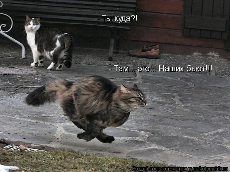 Котоматрица: - Ты куда?! - Там... это... Наших бьют!!!
