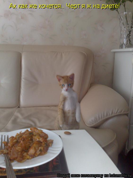 Котоматрица: Ах как же хочется.. Черт я ж на диете!