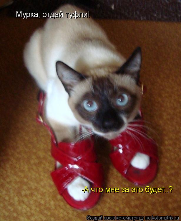 Котоматрица: -Мурка, отдай туфли! -А что мне за это будет..?