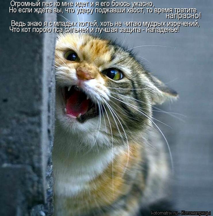Котоматрица: Ведь знаю я с младых когтей, хоть не читаю мудрых изречений, Что кот порою пса сильней и лучшая защита - нападенье! Огромный пес ко мне идет и 