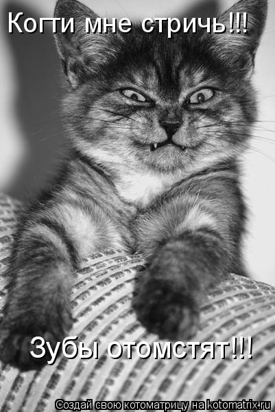 Котоматрица: Когти мне стричь!!! Зубы отомстят!!!