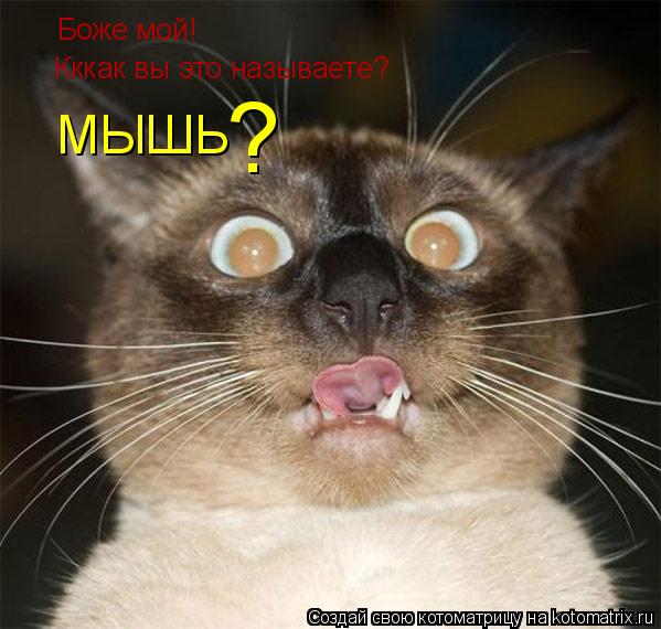 Котоматрица: Боже мой! Кккак вы это называете? МЫШЬ ?