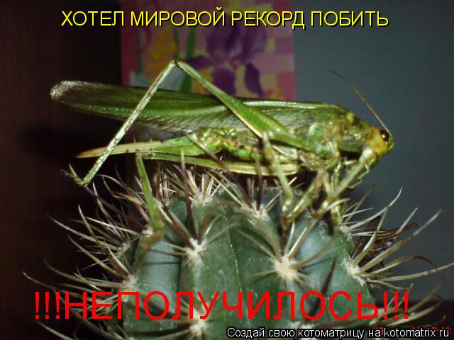 Котоматрица: ХОТЕЛ МИРОВОЙ РЕКОРД ПОБИТЬ !!!НЕПОЛУЧИЛОСЬ!!!