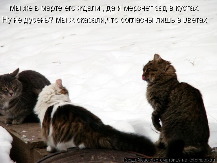 Котоматрица: Мы же в марте его ждали , да и мерзнет зад в кустах. Ну не дурень? Мы ж сказали,что согласны лишь в цветах.
