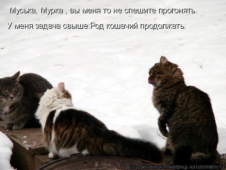 Котоматрица: Муська, Мурка , вы меня то не спешите прогонять. У меня задача свыше:Род кошачий продолжать.
