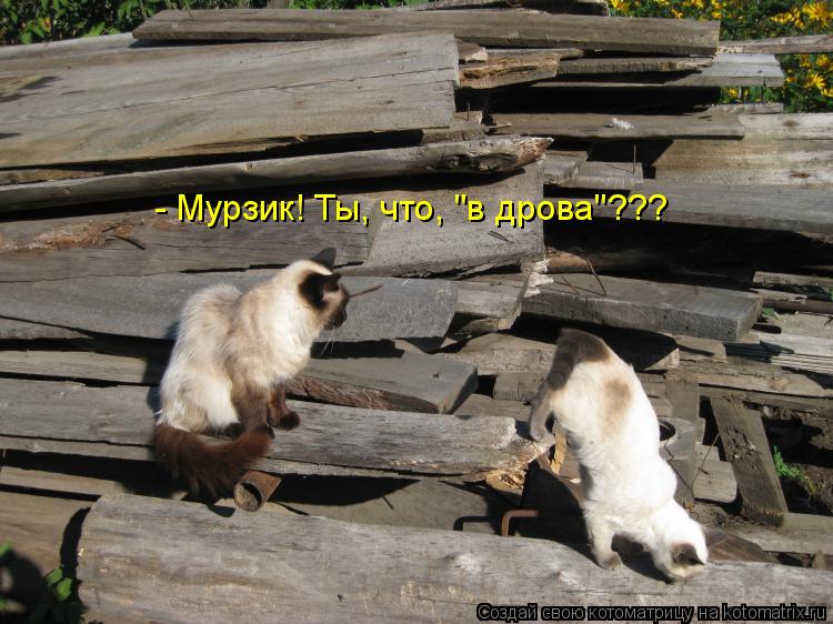 Котоматрица: - Мурзик! Ты, что, "в дрова"???