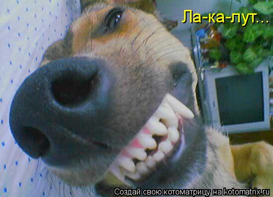 Котоматрица: Ла-ка-лут...