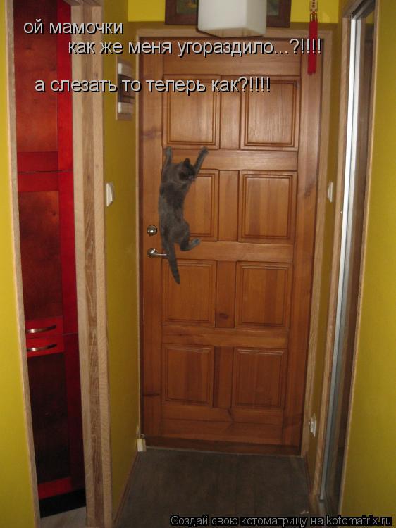 Котоматрица: ой мамочки как же меня угораздило...?!!!!  а слезать то теперь как?!!!!