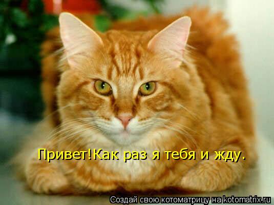 Котоматрица: Привет!Как раз я тебя и жду.