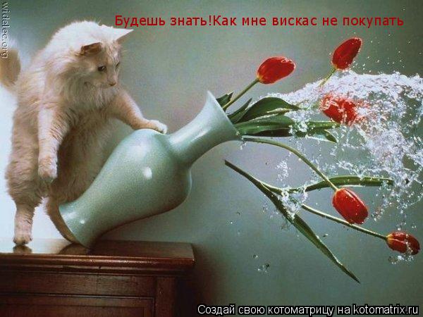Котоматрица: Будешь знать!Как мне вискас не покупать Будешь знать!Как мне вискас не покупать