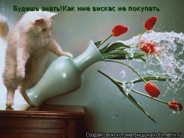 Котоматрица: Будешь знать!Как мне вискас не покупать