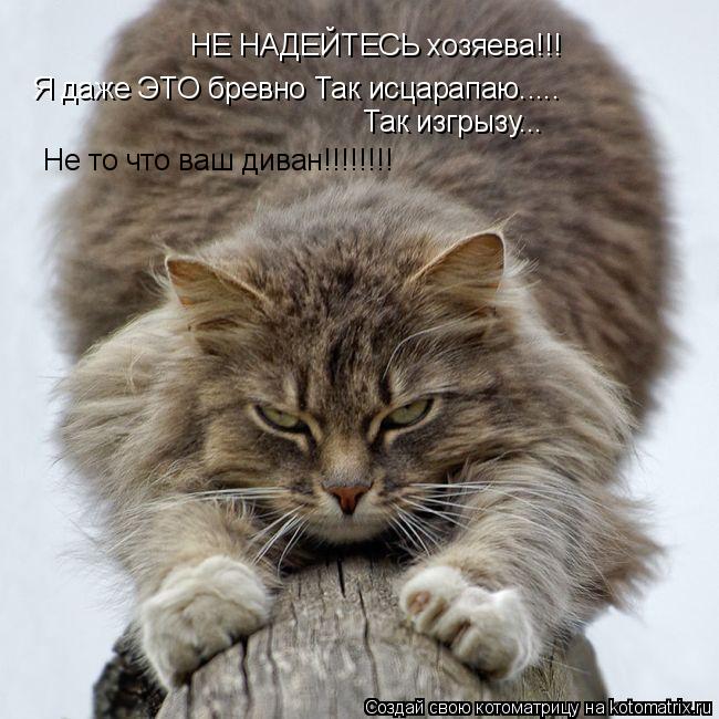 Котоматрица: НЕ НАДЕЙТЕСЬ хозяева!!! Я даже ЭТО бревно Так исцарапаю..... Так изгрызу... Не то что ваш диван!!!!!!!!