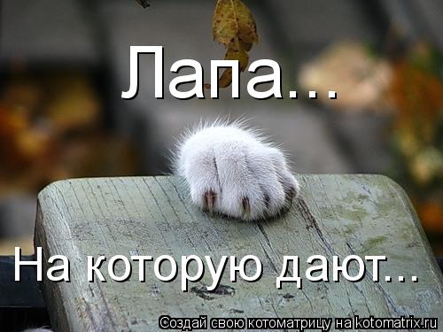 Котоматрица: Лапа... На которую дают...