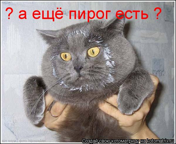Котоматрица: ? а ещё пирог есть ?