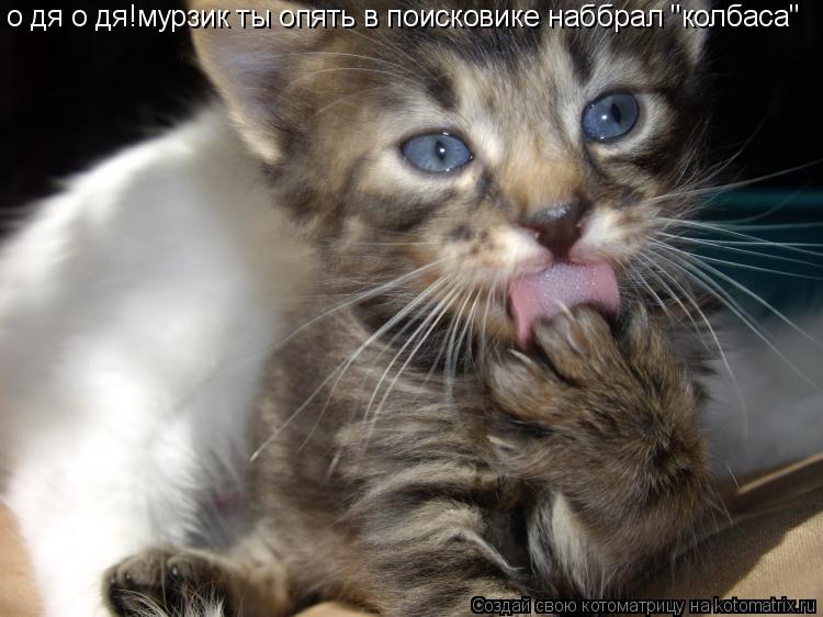 Котоматрица: о дя о дя!мурзик ты опять в поисковике наббрал "колбаса"