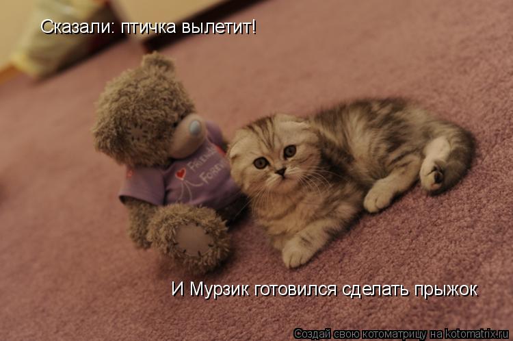 Котоматрица: Cказали: птичка вылетит! И Мурзик готовился сделать прыжок