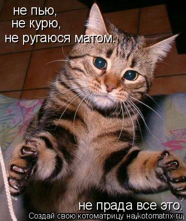Котоматрица: не пью, не курю, не ругаюся матом. не прада все это.
