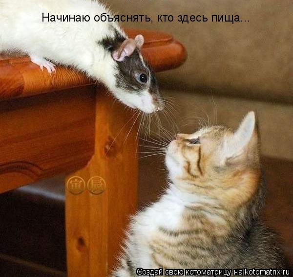 Котоматрица: Начинаю объяснять, кто здесь пища...