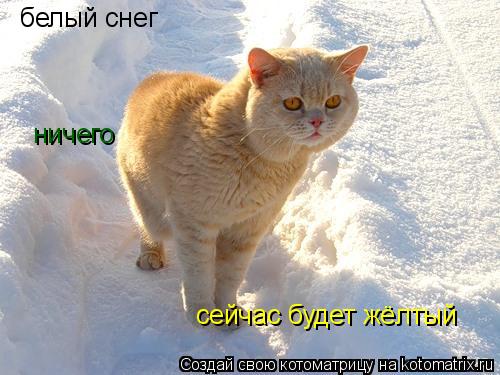 Котоматрица: белый снег сейчас будет жёлтый ничего