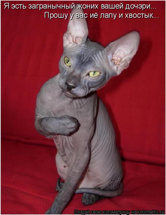 Котоматрица: Я эсть загранычный жоних вашей дочэри... Прошу у вас иё лапу и хвостык...