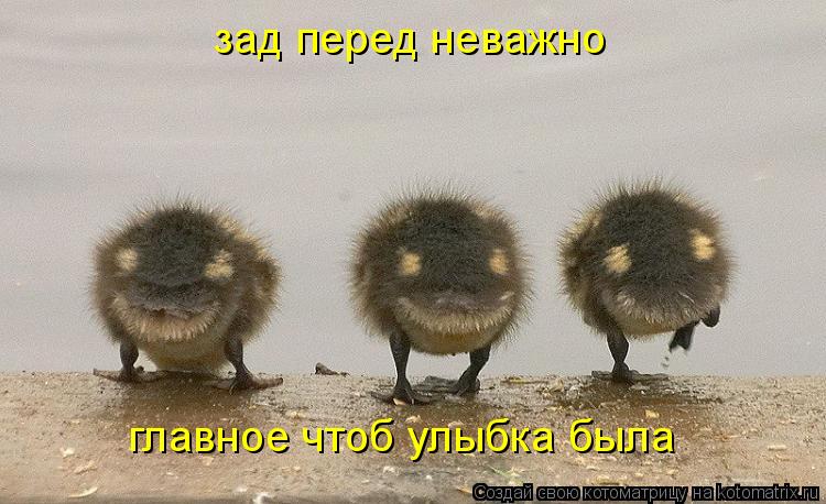 Котоматрица: зад перед неважно главное чтоб улыбка была