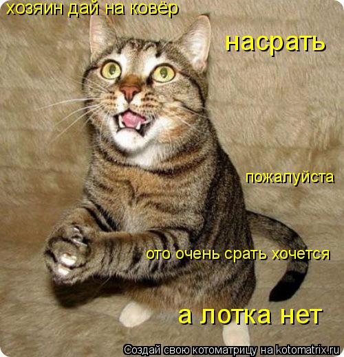 Котоматрица: хозяин дай на ковёр насрать пожалуйста ото очень срать хочется а лотка нет