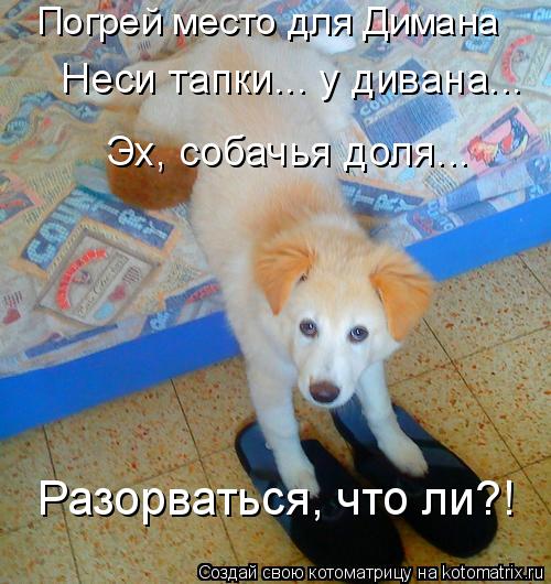 Котоматрица: Погрей место для Димана Неси тапки... у дивана... Эх, собачья доля... Разорваться, что ли?!