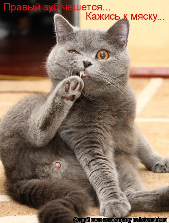 Котоматрица: Правый зуб чешется...  Кажись к мяску...