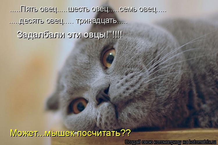 Котоматрица: .....Пять овец.....шесть овец.....семь овец..... .....десять овец..... тринадцать..... Задалбали эти овцы!"!!!! Может...мышек посчитать??
