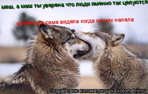 Котоматрица: маш, а маш ты уверена что люди именно так целуются? конечно. я сама видела когда на них напала