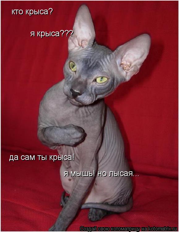 Котоматрица: кто крыса? я крыса??? да сам ты крыса! я мышь! но лысая...