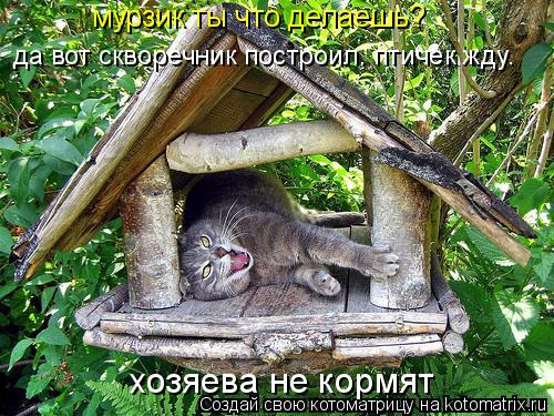 Котоматрица: да вот скворечник построил. птичек жду. хозяева не кормят мурзик ты что делаешь?