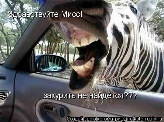 Котоматрица: Здравствуйте Мисс! закурить не найдётся???