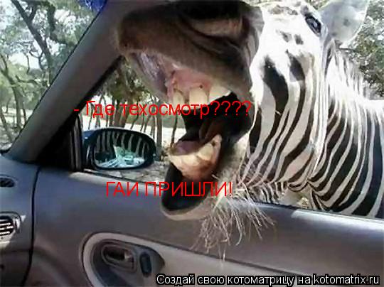 Котоматрица: - Где техосмотр???? ГАИ ПРИШЛИ!