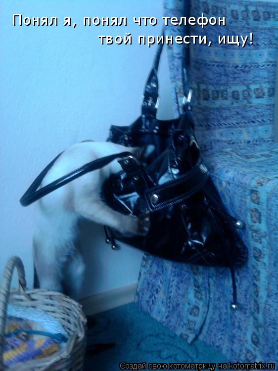 Котоматрица: Понял я, понял что телефон  твой принести, ищу!