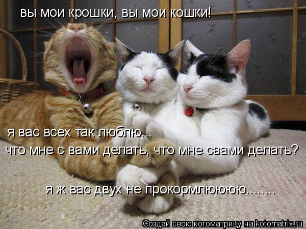 Котоматрица: вы мои крошки, вы мои кошки! я вас всех так люблю... что мне с вами делать, что мне свами делать? я ж вас двух не прокормлюююю........