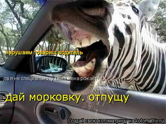 Котоматрица: нарушаем товарищ водитель нарушаем товарищ водитель да я не специально. у меня жена рожает дай морковку. отпущу