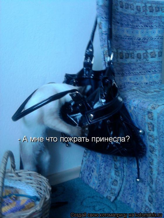 - А мне что пожрать принесла?... Котоматрица: - А мне что пожрать принесла?