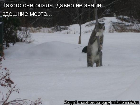 Такого снегопада, давно не знали здешние места....... Котоматрица: Такого снегопада, давно не знали здешние места....