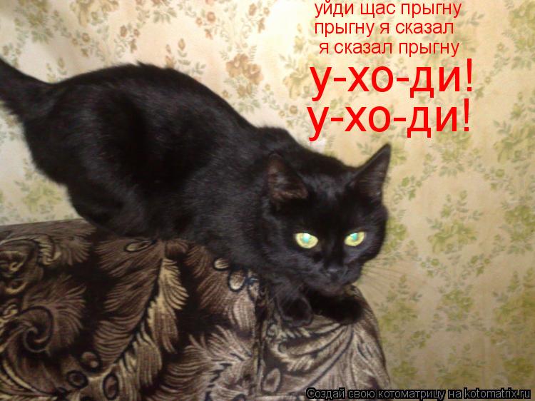 уйди щас прыгну прыгну я сказал я сказал прыгну у-хо-ди! у-хо-ди!... Котоматрица: уйди щас прыгну прыгну я сказал я сказал прыгну у-хо-ди! у-хо-ди!