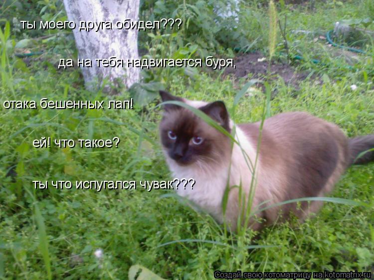 ты моего друга обидел??? да на тебя надвигается буря, отака бешенных лап! ей! что такое? ты что испу... Котоматрица: ты моего друга обидел??? да на тебя надвигается буря, отака бешенных лап! ей! что такое? ты что испугался чувак???