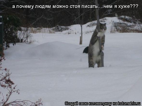 а почему людям можно стоя писать....чем я хуже???... Котоматрица: а почему людям можно стоя писать....чем я хуже???