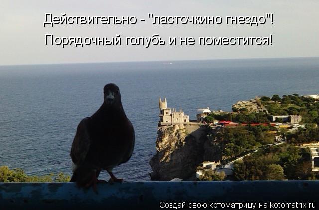 Порядочный голубь и не поместится! Действительно - "ласточкино гнездо"!... Котоматрица: Порядочный голубь и не поместится! Действительно - "ласточкино гнездо"!