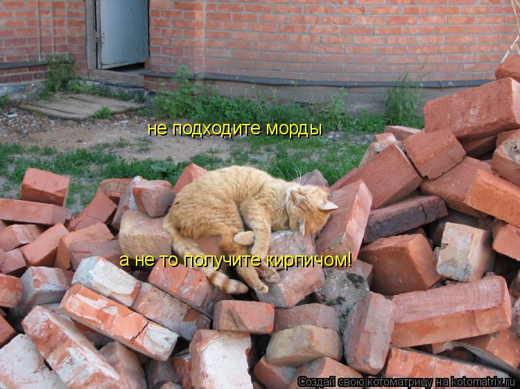Котоматрица: не подходите морды  а не то получите кирпичом!
