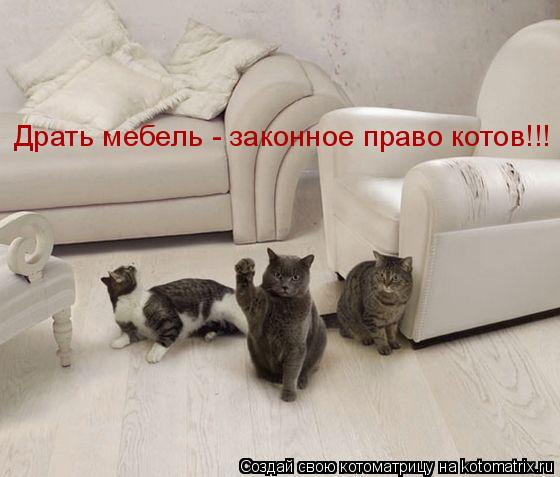 Котоматрица: Драть мебель - законное право котов!!!