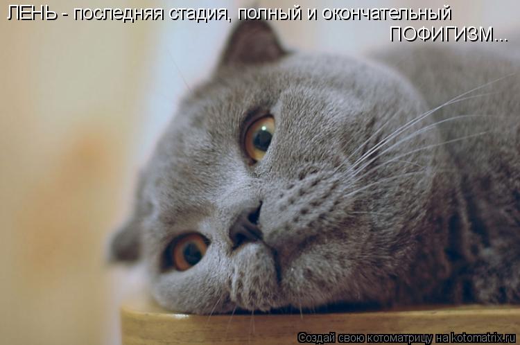 Котоматрица: ЛЕНЬ - последняя стадия, полный и окончательный ПОФИГИЗМ...