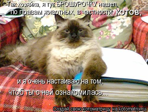 Котоматрица: -Так хозяйка, я тут БРОШУРОЧКУ нашел, и я очень настаиваю на том,  чтоб ты с ней ознакомилась...  по правам животных, в частности котов,